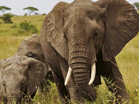 Amimals in their natural envionment