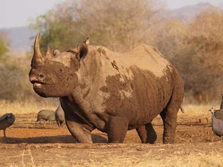 Kifaru is the Kiswahili name for rhino